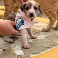 Adopta a Tanzania