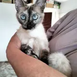 Adopta a Mara
