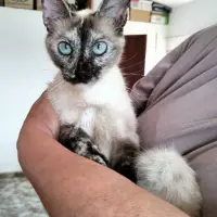 Adopta a Mara