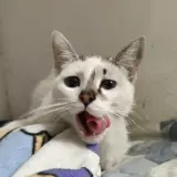 Adopta a Izzy