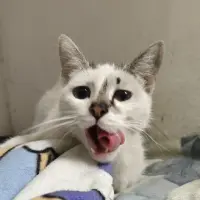 Adopta a Izzy
