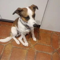 Adopta a Sani