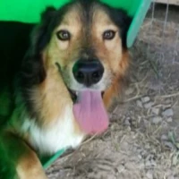 Adopta a Nando