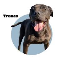 Adopta a Tronco