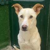 Adopta a Zeus