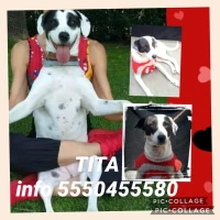Adopta a Tita