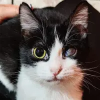 Adopta a Laya