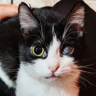 Laya