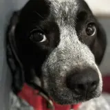 Adopta a Nina