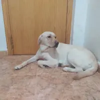 Adopta a Nala