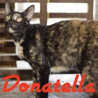 Adopta a Donatella