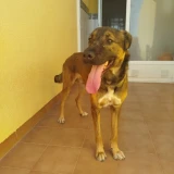 Adopta a Odi