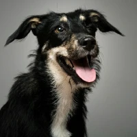 Adopta a Klaus