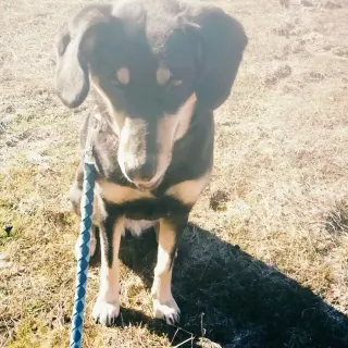 Laika
