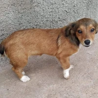 Adopta a Moka