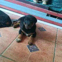 Adopta a Bosco
