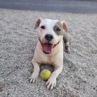 Adopta a Pati