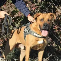 Adopta a Cabesa