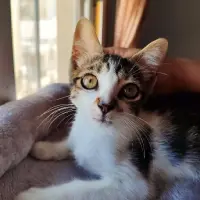 Adopta a Wyatt