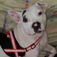 Adopta a Blanca