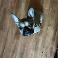Adopta a Peggi