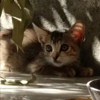 Adopta a Iris