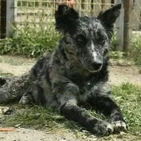 Adopta a Tana