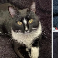 Adopta a Negrito
