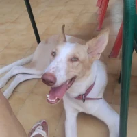 Adopta a Orion