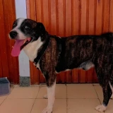 Adopta a Seuz