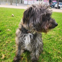 Adopta a Bilbo