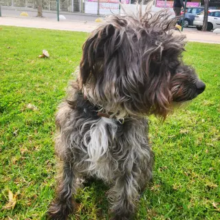 Bilbo