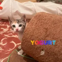 Adopta a Yogurt