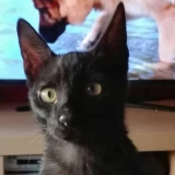 Adopta a Negri