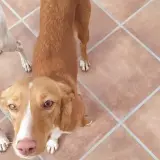 Adopta a Cola