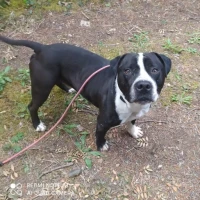 Adopta a Jerry