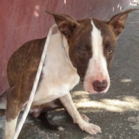 Adopta a Tigresa