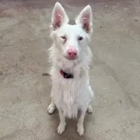 Adopta a Muñeca