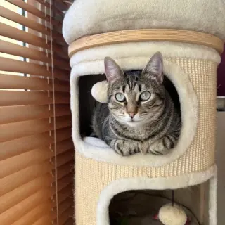 Nala