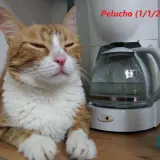 Adopta a Pelucho