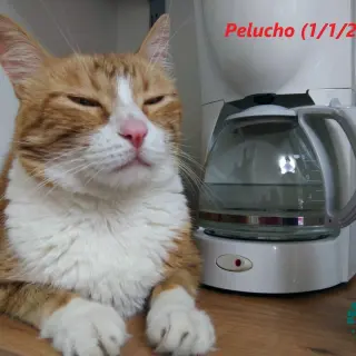 Pelucho