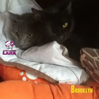 Brooklyn