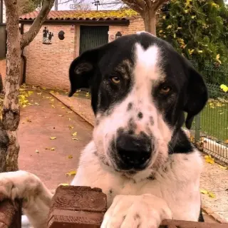 Lola