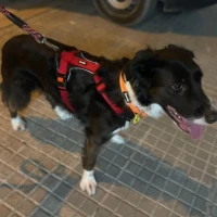 Adopta a Delgado