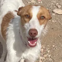 Adopta a Carioca