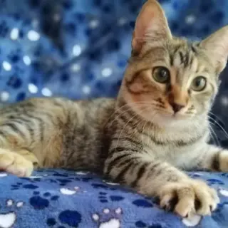 Chiki