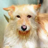 Adopta a Baldo