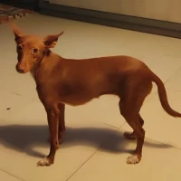 Adopta a Diana