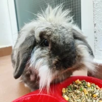 Adopta a Carmensa