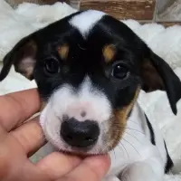Adopta a Trompeta